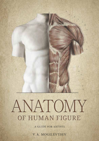 В. А. Могилевцев. Anatomy of Human Figure. A Guide For Artists