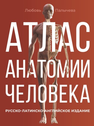 Л. Н. Палычева. Атлас анатомии человека. Русско-латинско-английское издание
