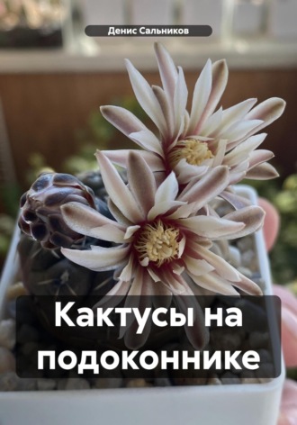 Кактусы на подоконнике. Денис Сальников
