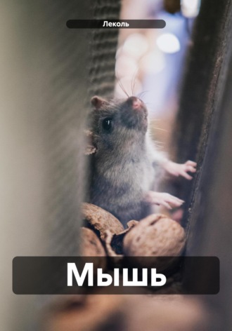 Мышь. 