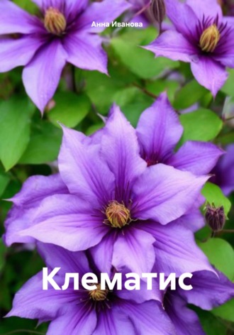 Анна Ивановa. Клематис