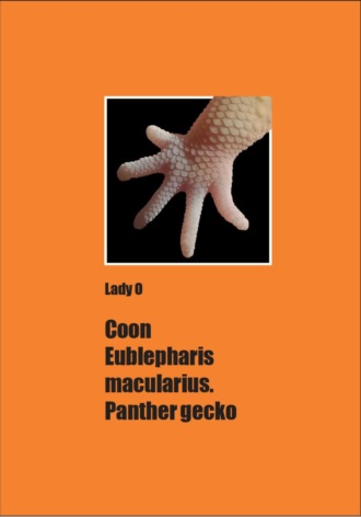 Сoon Eublepharis macularius. Panther gecko. Lady O