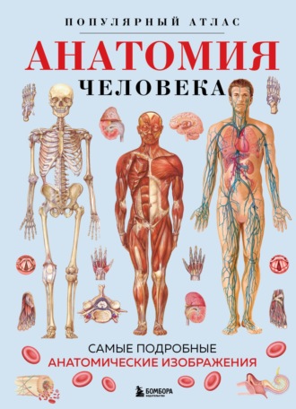 . Анатомия человека. Популярный атлас. Самые подробные анатомические изображения