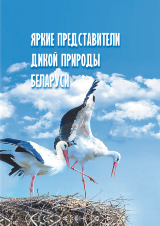 Яркие представители дикой природы Беларуси. 