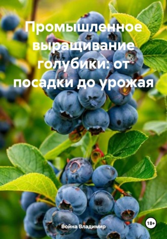 Война Владимир. Промышленное выращивание голубики: от посадки до урожая