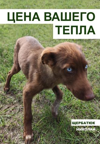 Николай Щербатюк. Цена вашего тепла