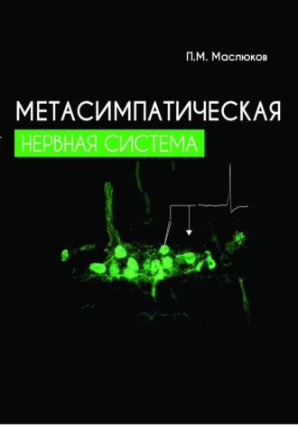 Петр Михайлович Маслюков. Метасимпатическая нервная система