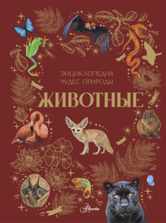 Ангелина Ярович. Животные