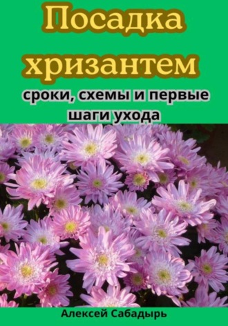 Алексей Сабадырь. Посадка хризантем: сроки, схемы и первые шаги ухода