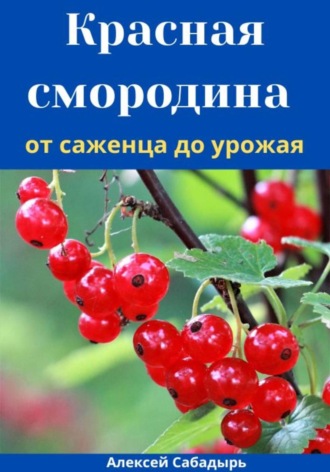 Алексей Сабадырь. Красная смородина от саженца до урожая
