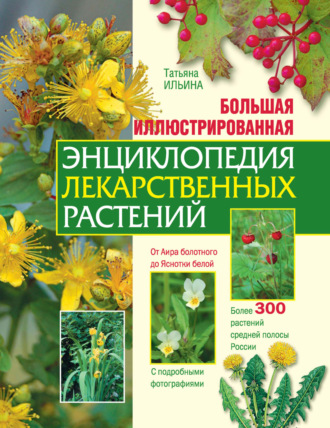 Татьяна Ильина. Большая иллюстрированная энциклопедия лекарственных растений