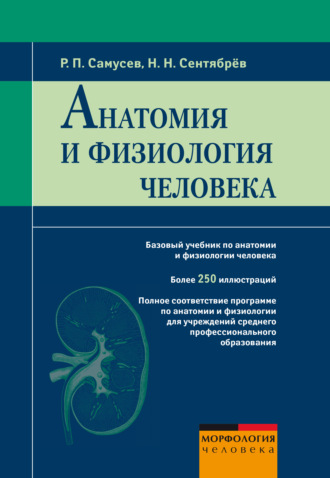 Анатомия и физиология человека. 