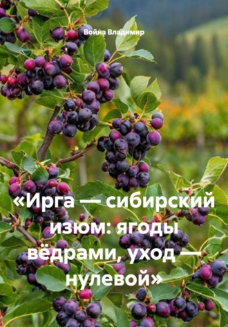 Война Владимир. Ирга — сибирский изюм: ягоды вёдрами, уход — нулевой