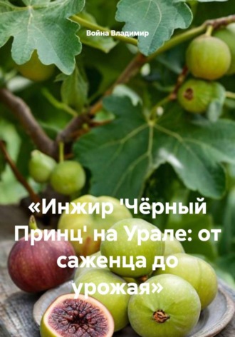 Война Владимир. Инжир 'Чёрный Принц' на Урале: от саженца до урожая