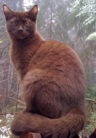 Ксения Тайга. Моя кошка Милка