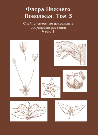 Коллектив авторов. Флора Нижнего Поволжья. Том 3. Часть 1. Спайнолепестные двудольные сосудистые растения (Pyrolaceae – Campanulaceae)