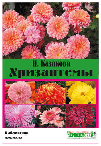 Н. Казакова. Хризантемы